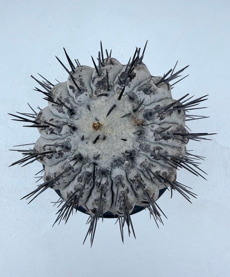 Copiapoa cinerea '黒王丸'