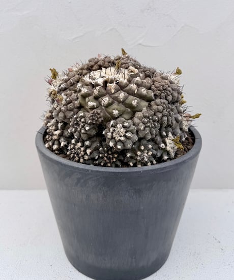Copiapoa hypogaea