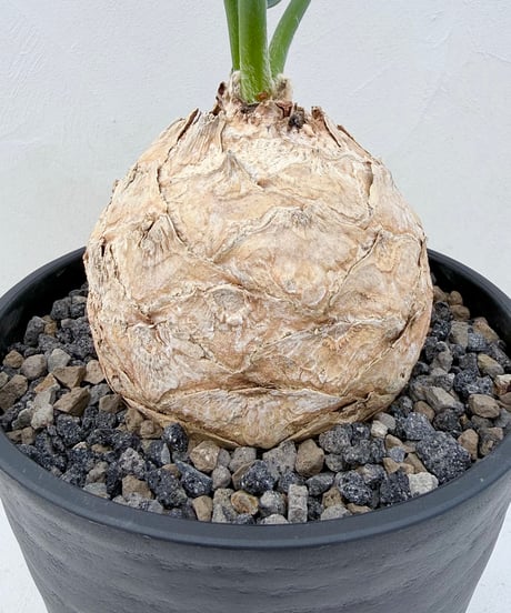 Encephalartos horridus