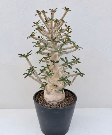 Dorstenia gigas