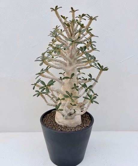Dorstenia gigas