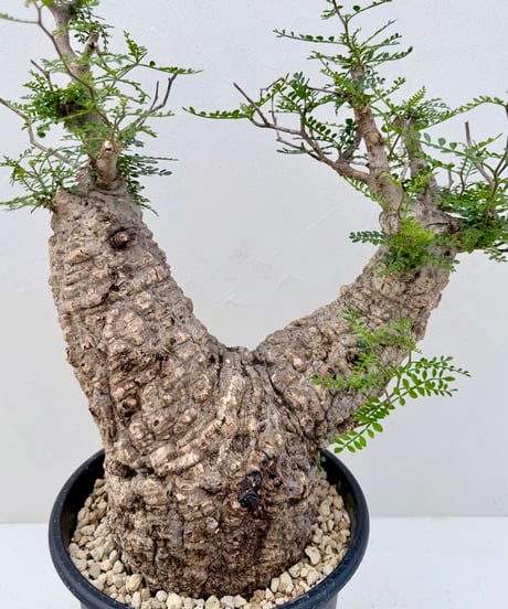 Operculicarya pachypus