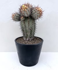 Copiapoa calderana