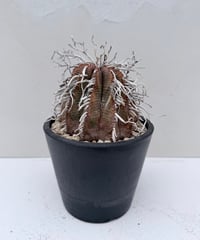 ② Euphorbia old valida