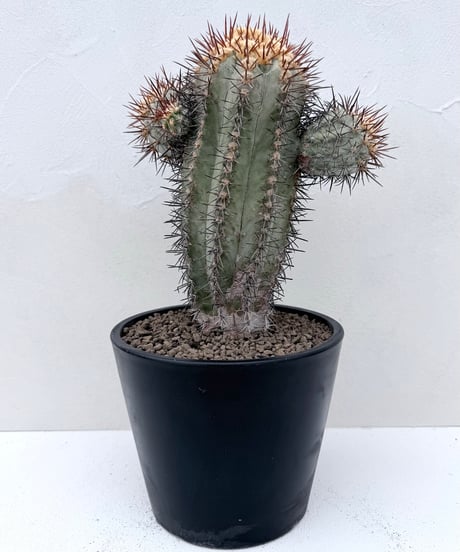 Copiapoa calderana
