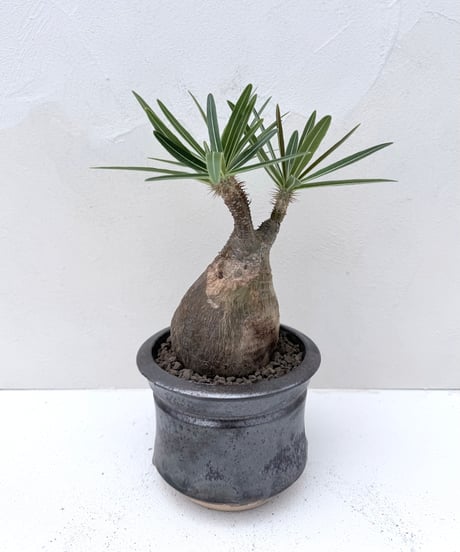 Pachypodium rosulatum var. gracilius × 姫野鉢