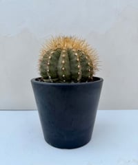 Copiapoa krainziana '雷血丸'