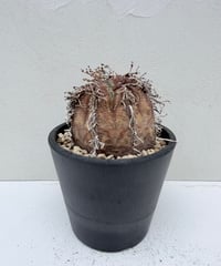 ① Euphorbia old valida