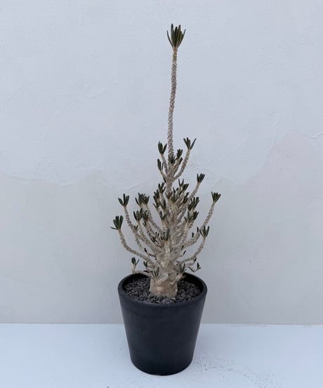 Dorstenia gigas f. bullata