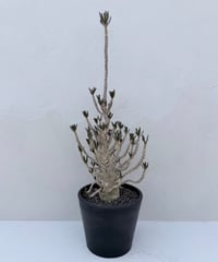 Dorstenia gigas f. bullata