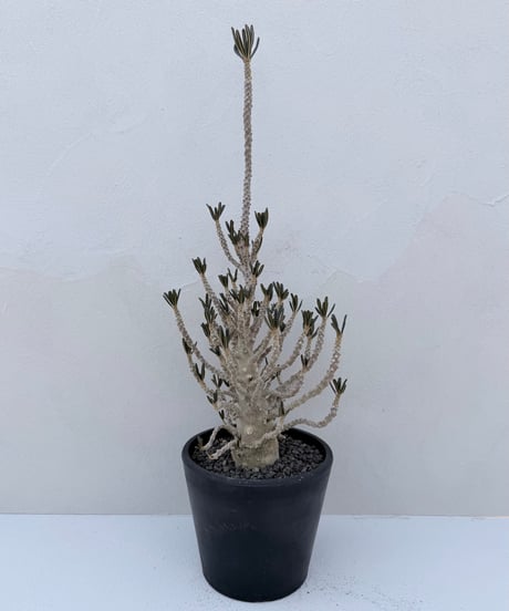 Dorstenia gigas f. bullata