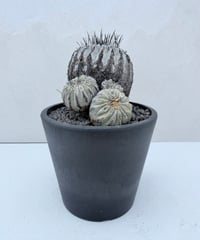 ② Copiapoa dealbata '黒士冠'