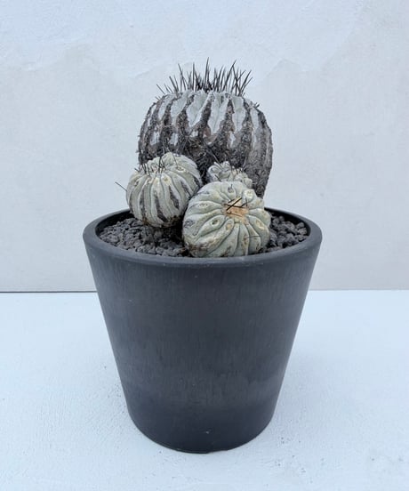 ② Copiapoa dealbata '黒士冠'