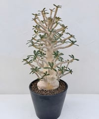 Dorstenia gigas