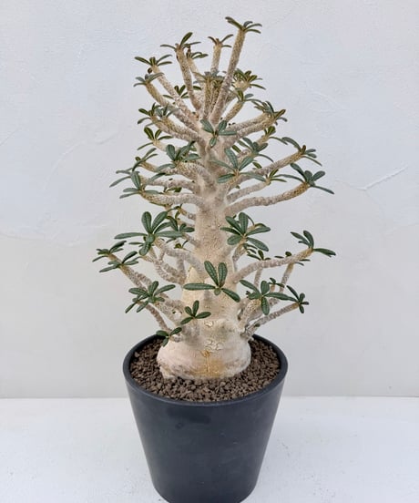 Dorstenia gigas