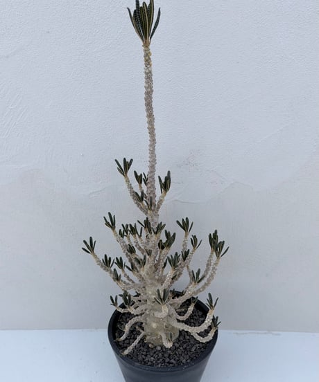 Dorstenia gigas f. bullata
