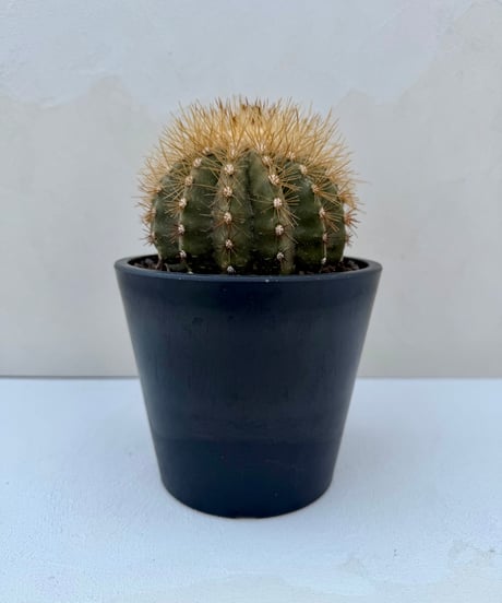 Copiapoa krainziana '雷血丸'