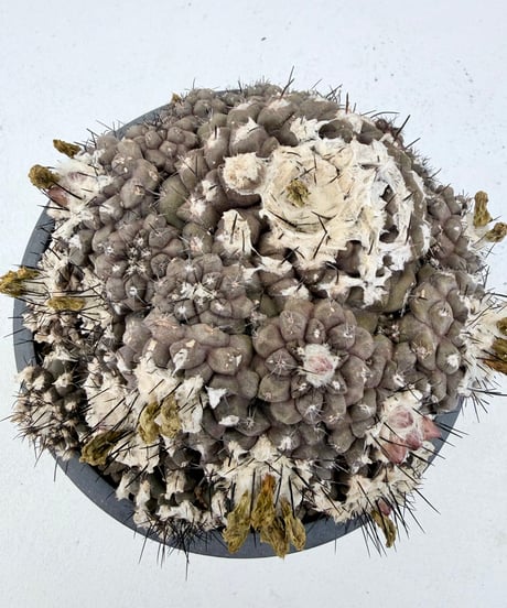 Copiapoa hypogaea
