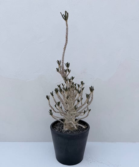 Dorstenia gigas f. bullata