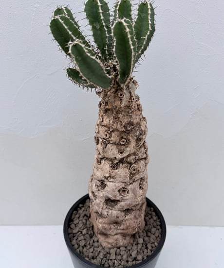 Euphorbia mlanjeana