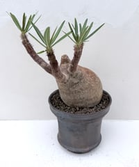Pachypodium rosulatum var. gracilius × 雅樂窯鉢