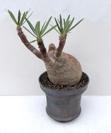 Pachypodium rosulatum var. gracilius × 雅樂窯鉢