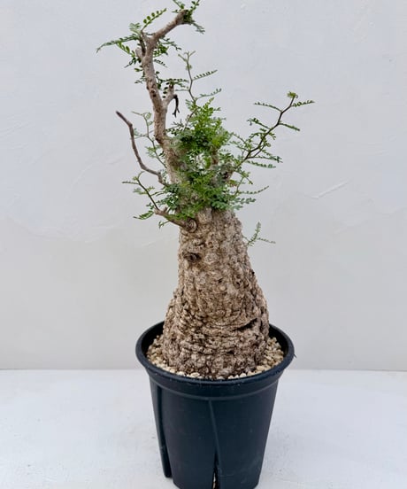 Operculicarya pachypus