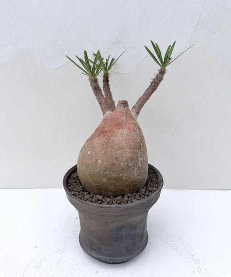 Pachypodium rosulatum var. gracilius × 雅樂窯鉢