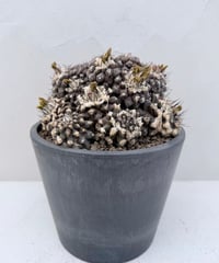 Copiapoa hypogaea