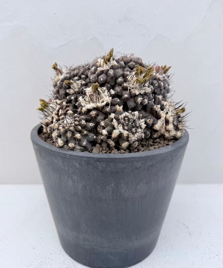 Copiapoa hypogaea