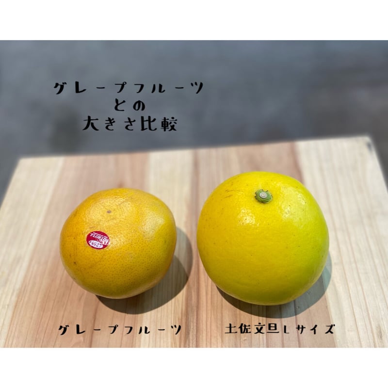 土佐文旦♪L 2箱同梱　miw 乙【2L】ムッキーセット | TAMURAKAJUEN