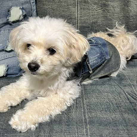 【ポストイン配達】DENIM DOG APRON 【HillMeJEAN+ﾘﾒｲｸ】デニムドッグエプロン[500H0358]