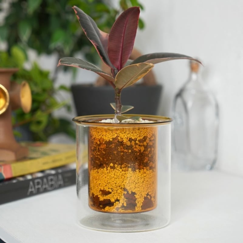 GLASS PLANTER by pino / Clear , Gray , Amber /