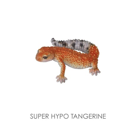 REPTILES MAG   LEOPARD GECKO BABY  ▷ リアルな生きもの造形マグネット ▷ ALBINO & SUPER HYPO TANGERINE ベイビー