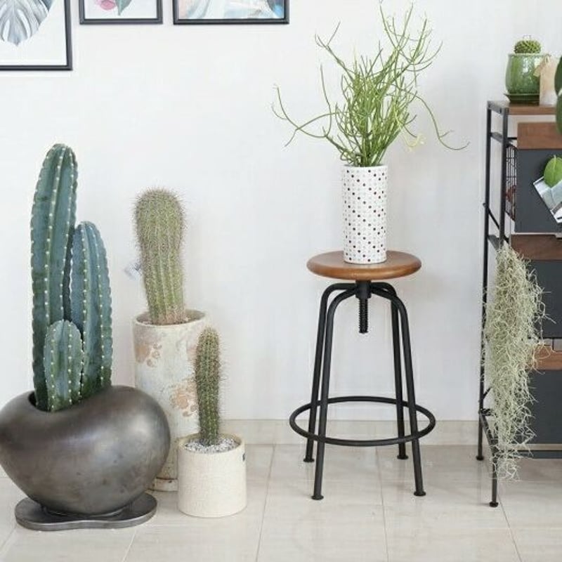 鉄製 サボテン カクタス アイアン 男前 ハンガー