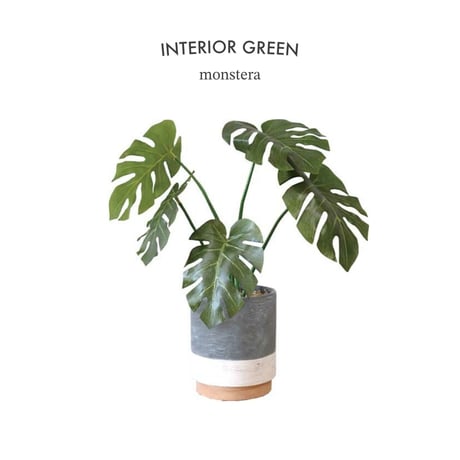 PHOTO CATALYTIC GREEN / お世話のいらない空気を綺麗にしてくれる観葉植物  / モンステラ / MONSTERA インテリアグリーン / 光触媒