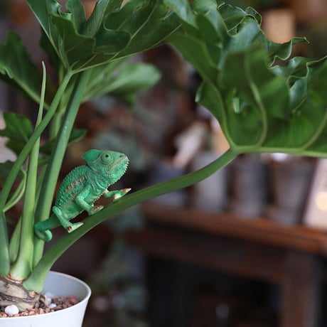 REPTILES MAG VEILED CHAMELEON BABY ▷ リアルな生きもの造形マグネット ▷エボシカメレオン ベイビー