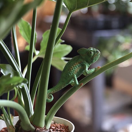 REPTILES MAG VEILED CHAMELEON BABY ▷ リアルな生きもの造形マグネット ▷エボシカメレオン ベイビー
