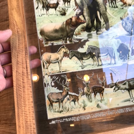 NOSTALGIC ART FRAME ［ Animals  ］W35 x H45 x D1.7cm