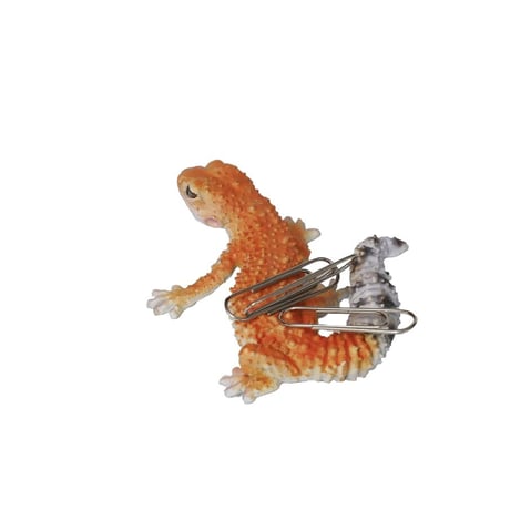 REPTILES MAG   LEOPARD GECKO BABY  ▷ リアルな生きもの造形マグネット ▷ ALBINO & SUPER HYPO TANGERINE ベイビー