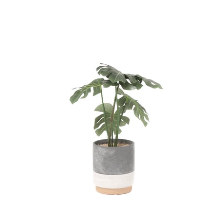 PHOTO CATALYTIC GREEN / お世話のいらない空気を綺麗にしてくれる観葉植物  / モンステラ / MONSTERA インテリアグリーン / 光触媒