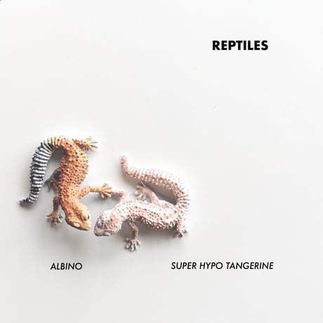 REPTILES MAG   LEOPARD GECKO BABY  ▷ リアルな生きもの造形マグネット ▷ ALBINO & SUPER HYPO TANGERINE ベイビー