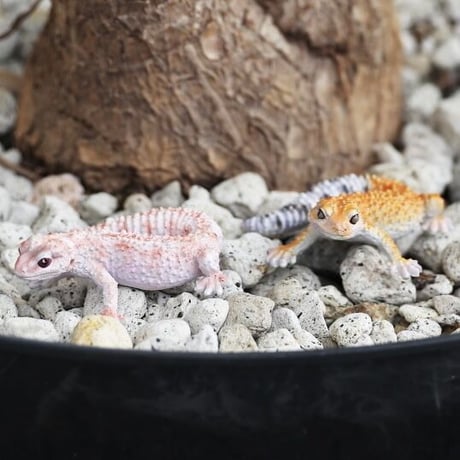 REPTILES MAG   LEOPARD GECKO BABY  ▷ リアルな生きもの造形マグネット ▷ ALBINO & SUPER HYPO TANGERINE ベイビー