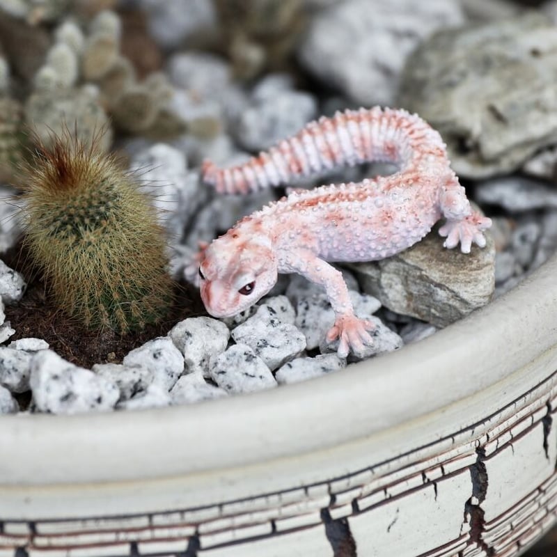 REPTILES MAG LEOPARD GECKO BABY ▷ リアルな生きもの造形