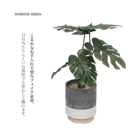 PHOTO CATALYTIC GREEN / お世話のいらない空気を綺麗にしてくれる観葉植物  / フィロデンドロン / Philodendron インテリアグリーン / 光触媒