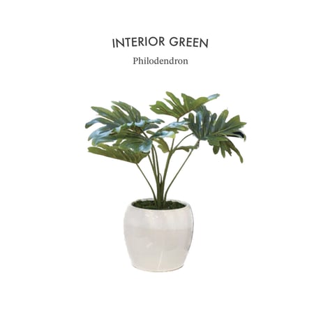 PHOTO CATALYTIC GREEN / お世話のいらない空気を綺麗にしてくれる観葉植物  / フィロデンドロン / Philodendron インテリアグリーン / 光触媒