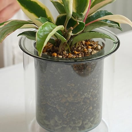 GLASS PLANTER by pino / Clear , Gray , Amber / ガラスベース / フラワーベース / ガラスプランター