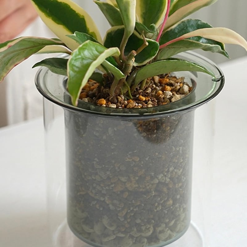 GLASS PLANTER by pino / Clear , Gray , Amber /