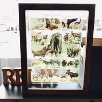 NOSTALGIC ART FRAME ［ Animals  ］W35 x H45 x D1.7cm