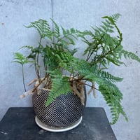 トキワシノブ